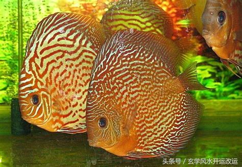 紅招財魚|什麼是風水魚？